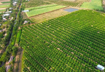 Vườn mận bạc tỷ rộn ràng xuất đơn hàng ngày giáp Tết