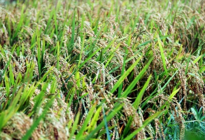 NGÀY 18/05/2026: KHƠI DẬY HÀO KHÍ SÁNG TẠO – VÌ MỘT TƯƠNG LAI XANH VỮNG BỀN
