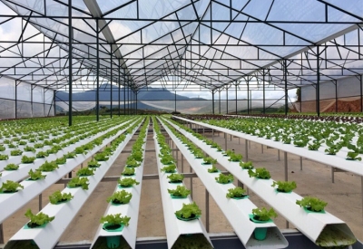 Xây dựng hệ sinh thái đổi mới sáng tạo cho nông nghiệp tăng trưởng xanh